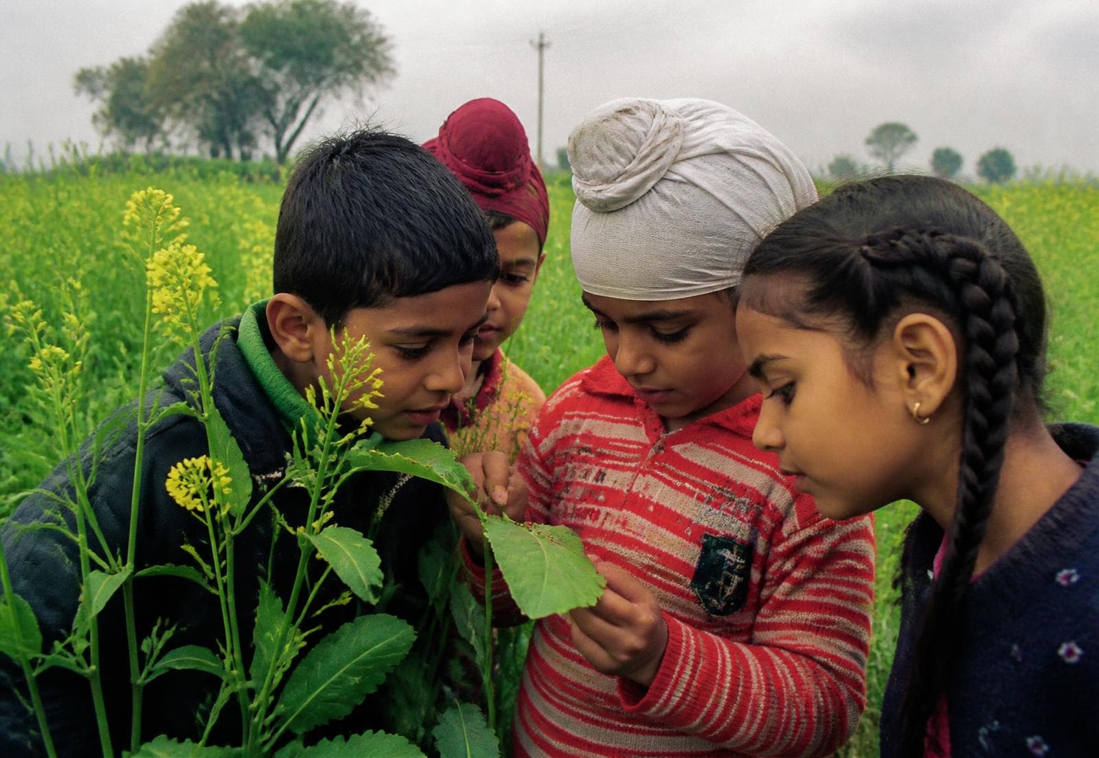 Children examining a plant in a field